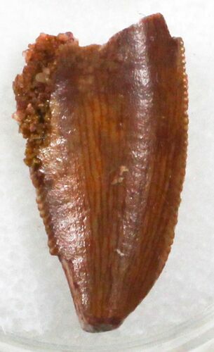 Feeding Worn Raptor Tooth From Morocco - #30875